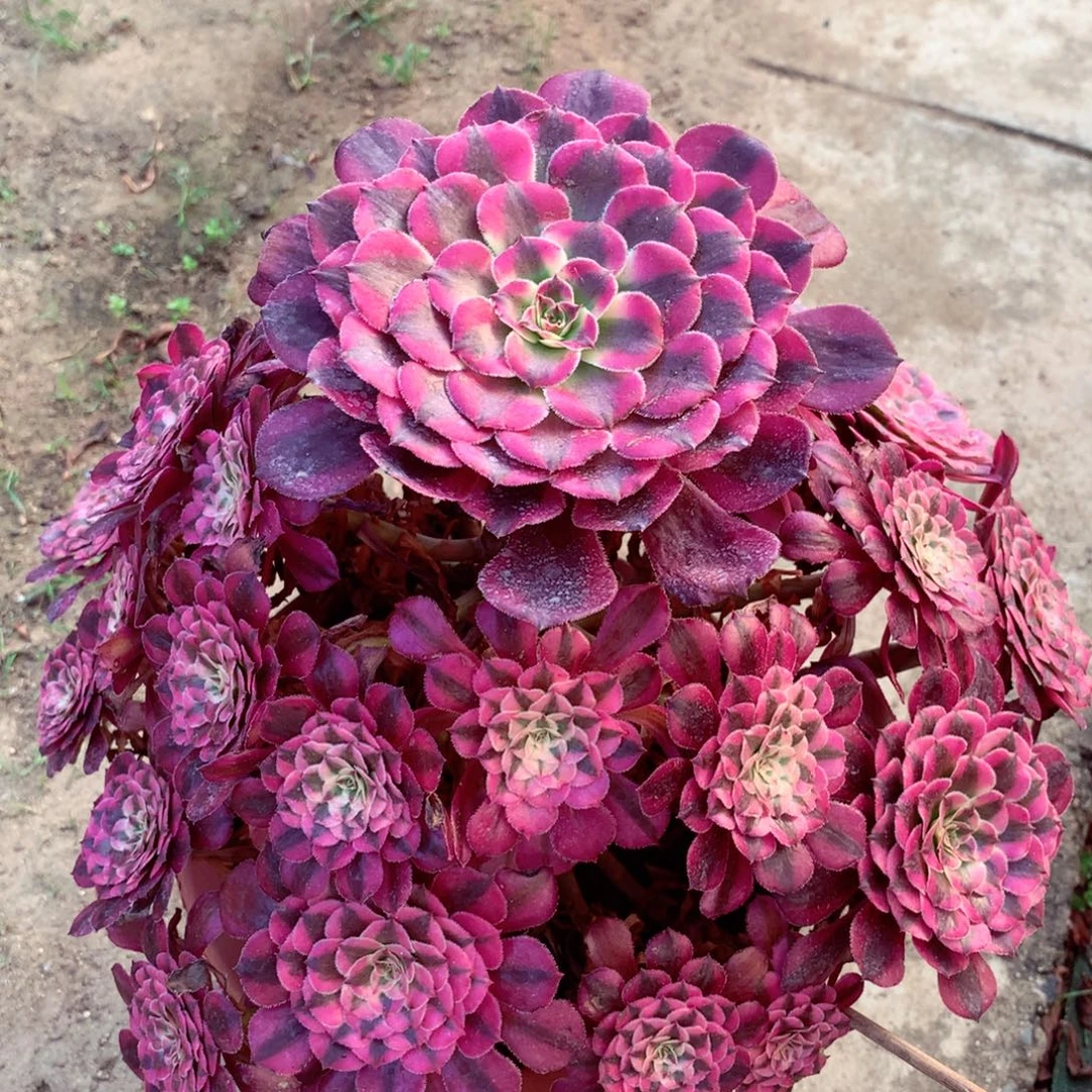 红超白，多肉植物的