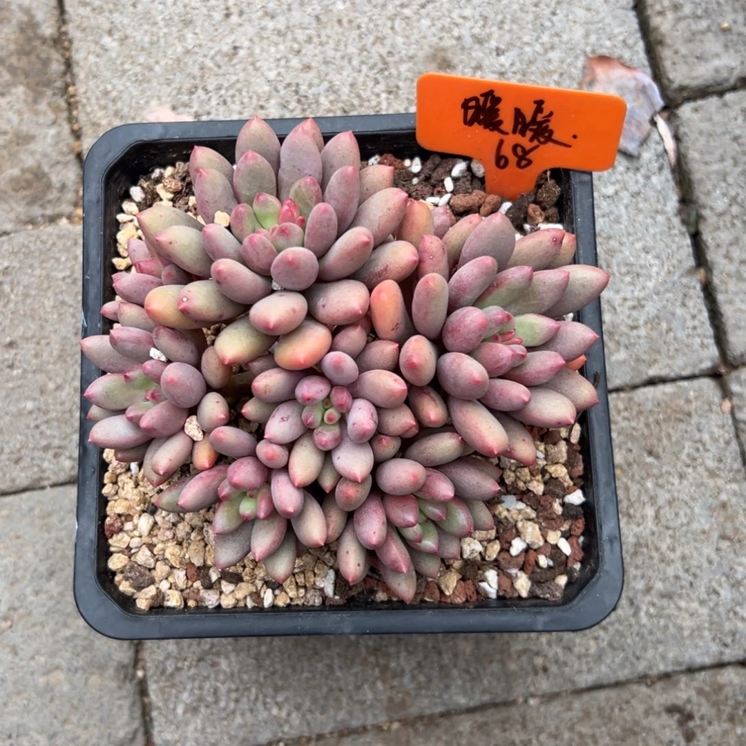 暖***W丽珠美人1111111111111