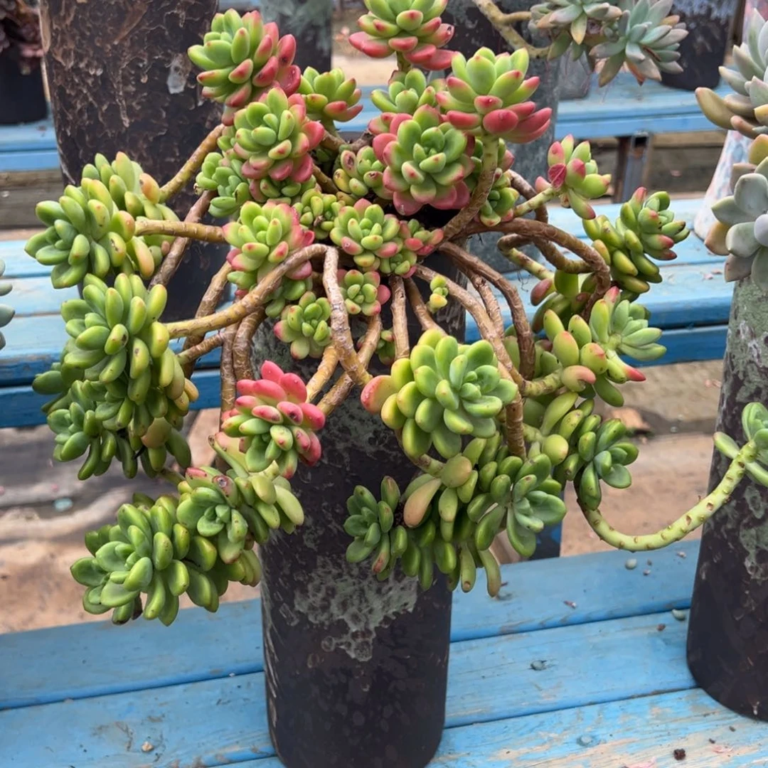 老桩香格里拉裸肉