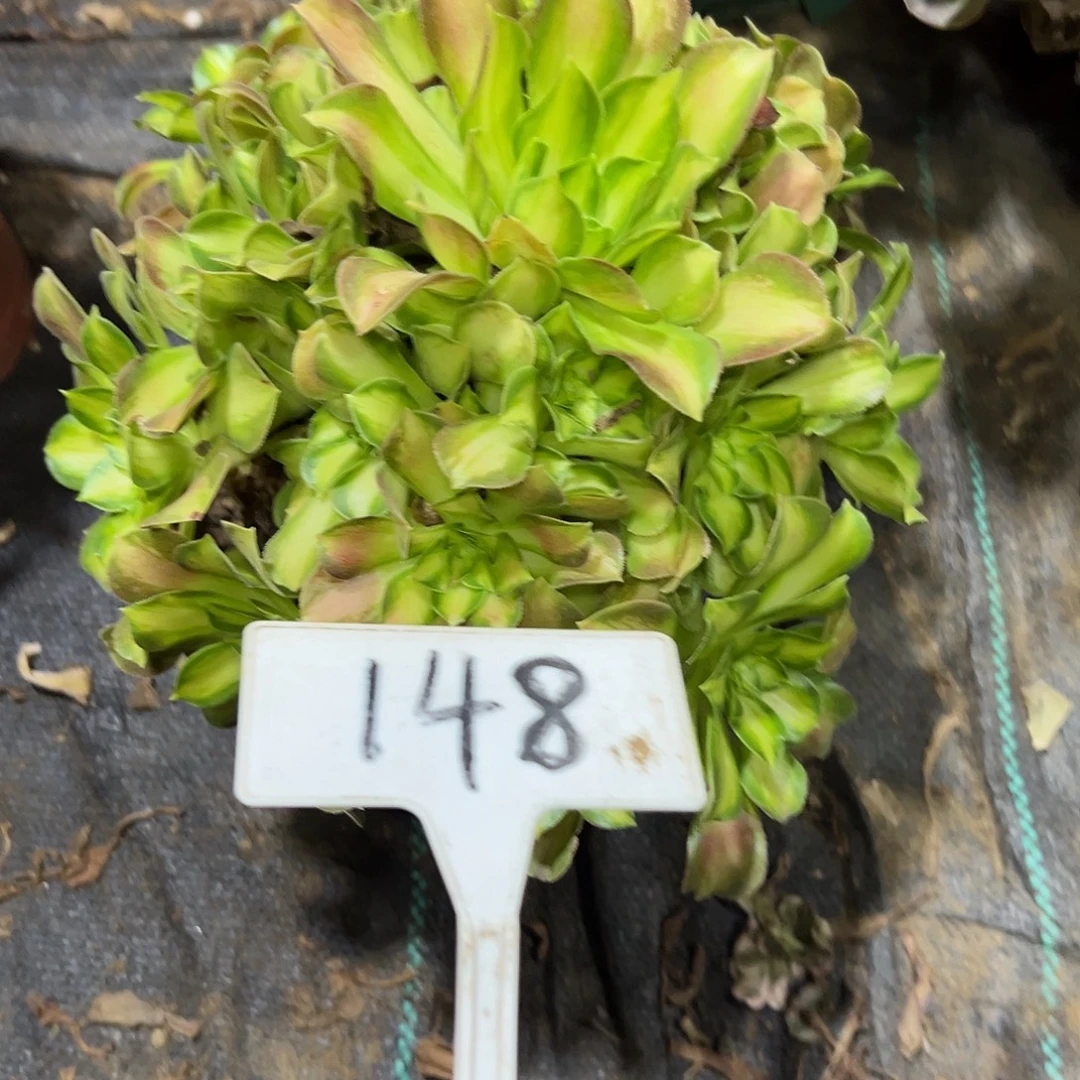 多肉植物绍花法师148