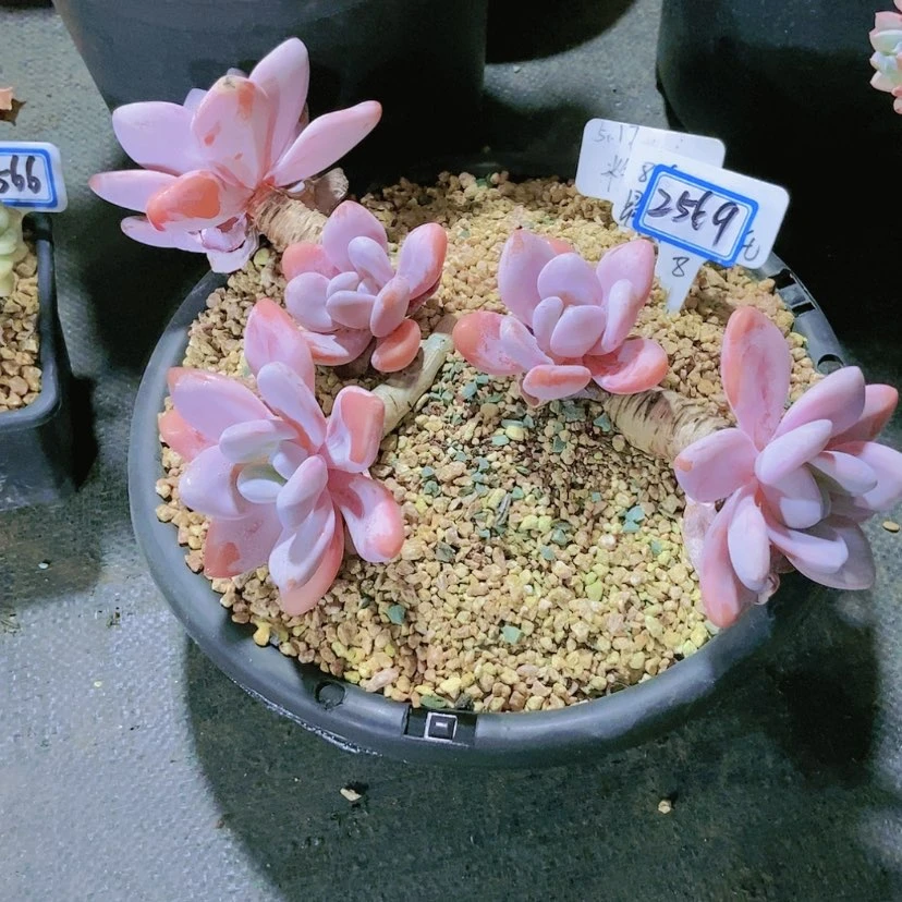 【闪购商品】风*子2569