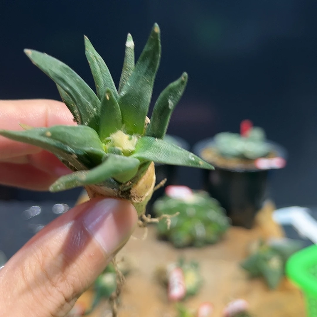 38号实生龙舌兰牡丹杂