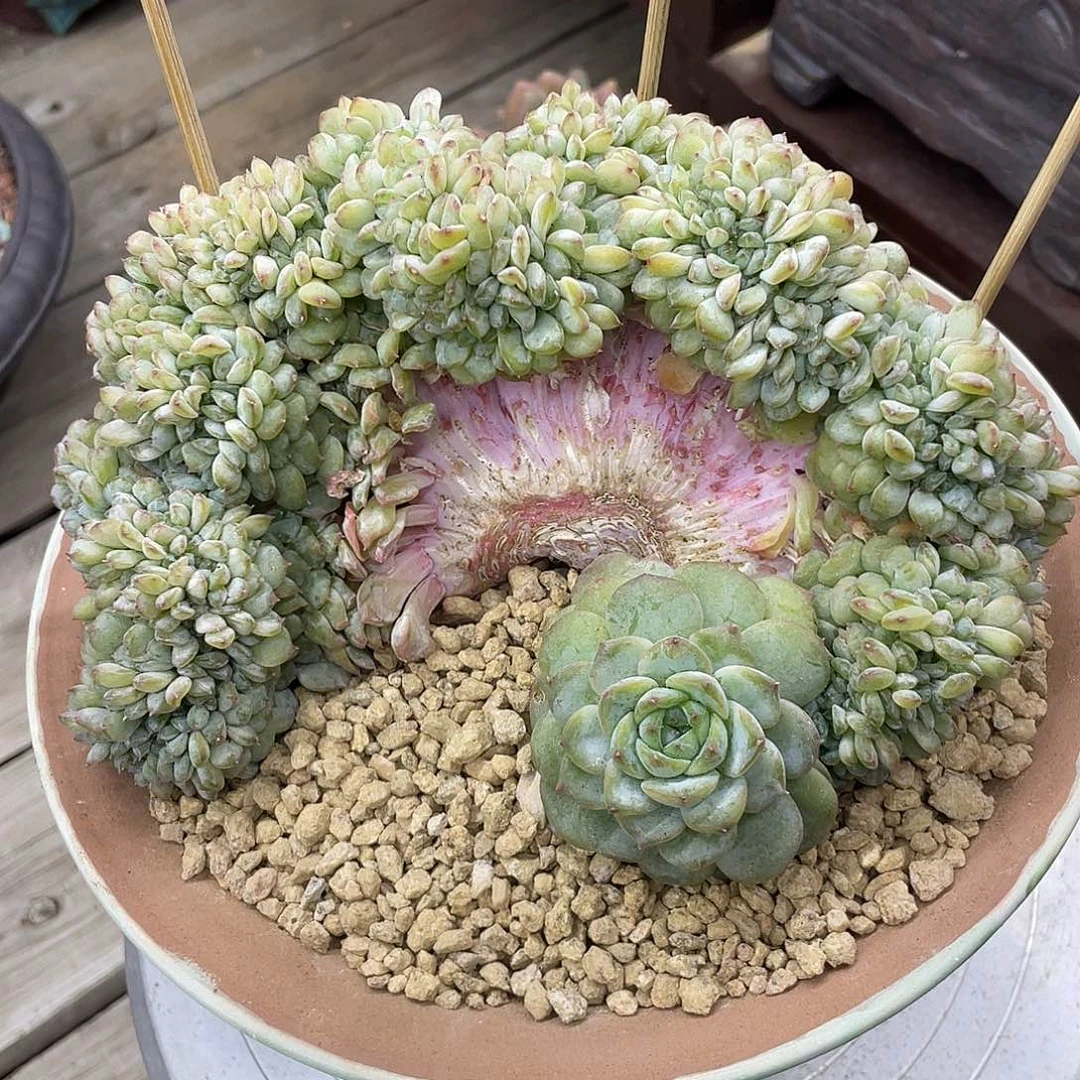 冰魄缀化，实生非嫁接，冠幅约16cm