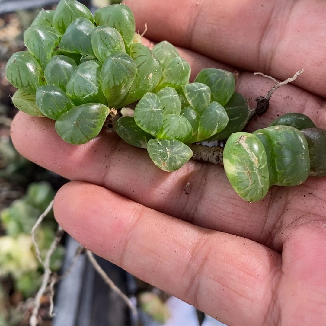 1183 三颗一起 超级福利