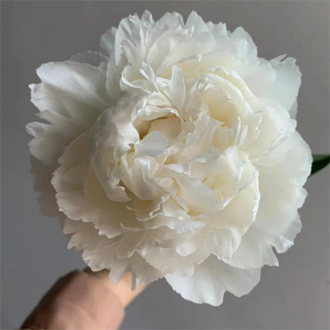 【奶油碗】分株边苗1到2芽小苗福利品【请理性消费】