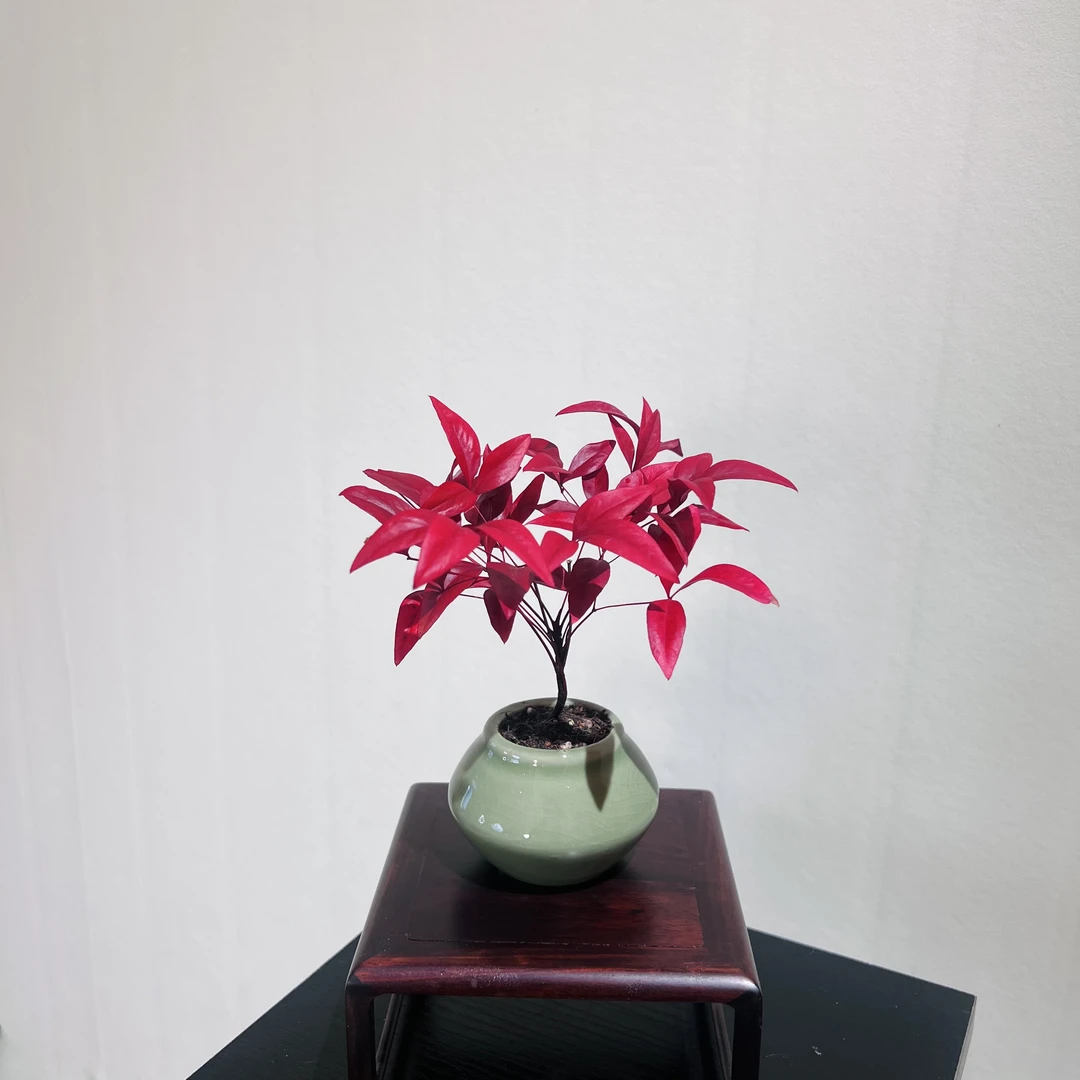 火焰南天竹室内好养加赠小飞碟