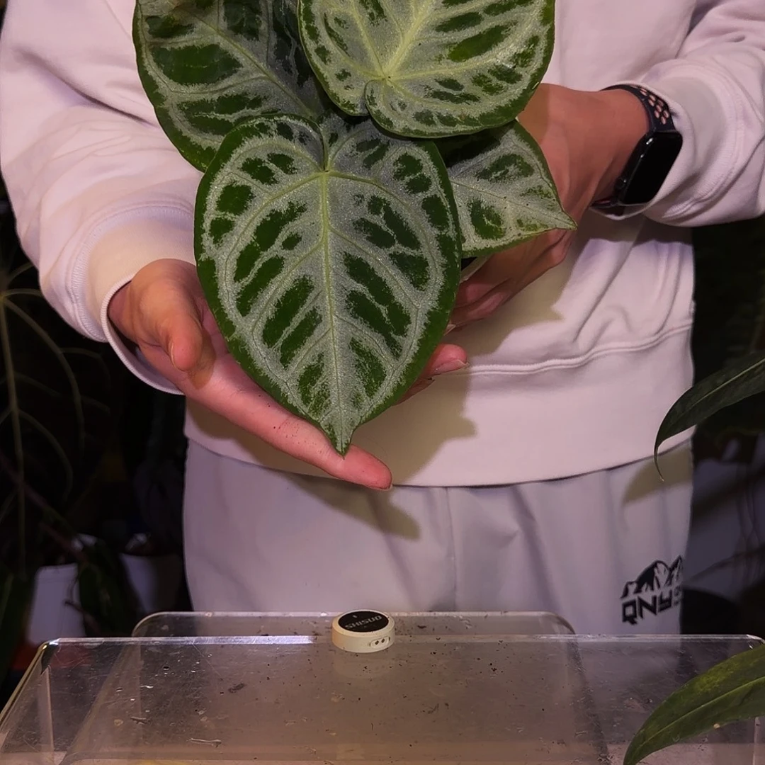 完全开放W69 极致铜锣烧