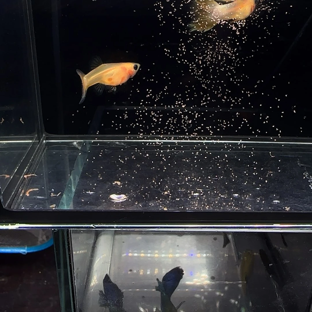 孔雀鱼粉猫幻彩一对