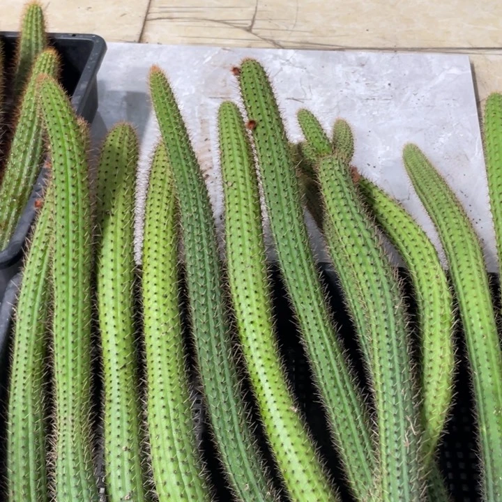 自根彩舞柱金妞30公分