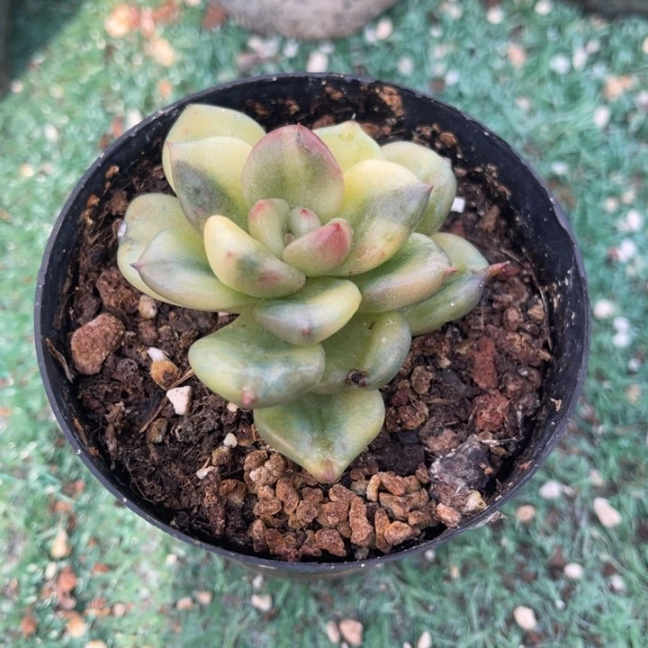 秋可园艺 奶油鳄梨锦