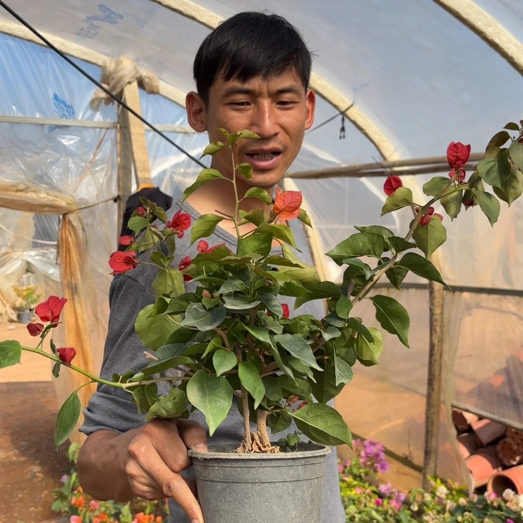 五***优全部花苞（血红）三角梅会落花落叶会光杆苗有大有小