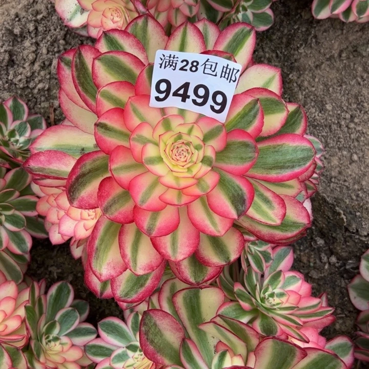 9499南倾城多肉植物