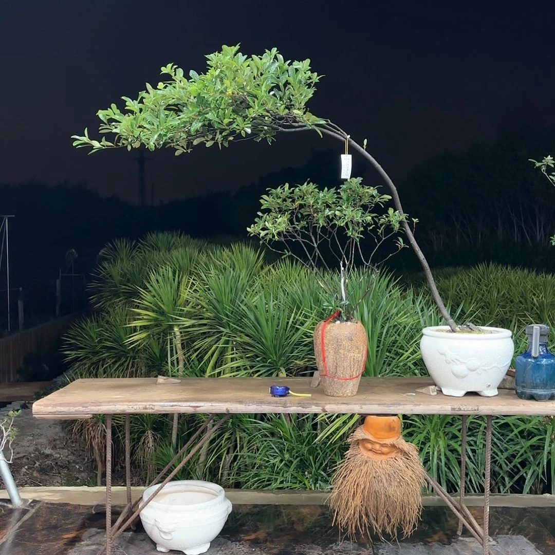 盆景盆景精品海岛春花