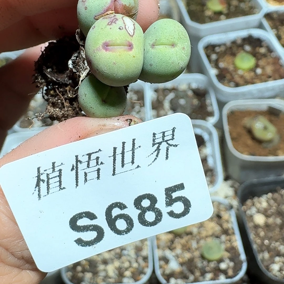 685号多肉植物哇fv