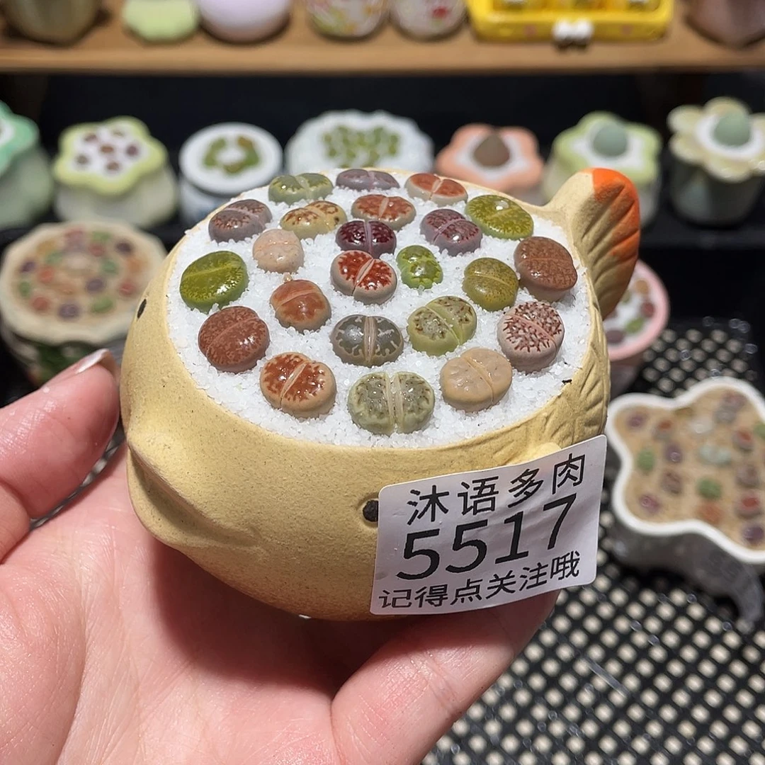 带盆土植物 一物一拍5517