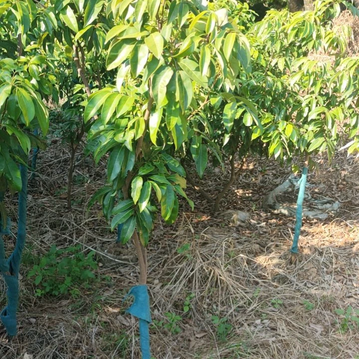 增江红荔枝高压苗