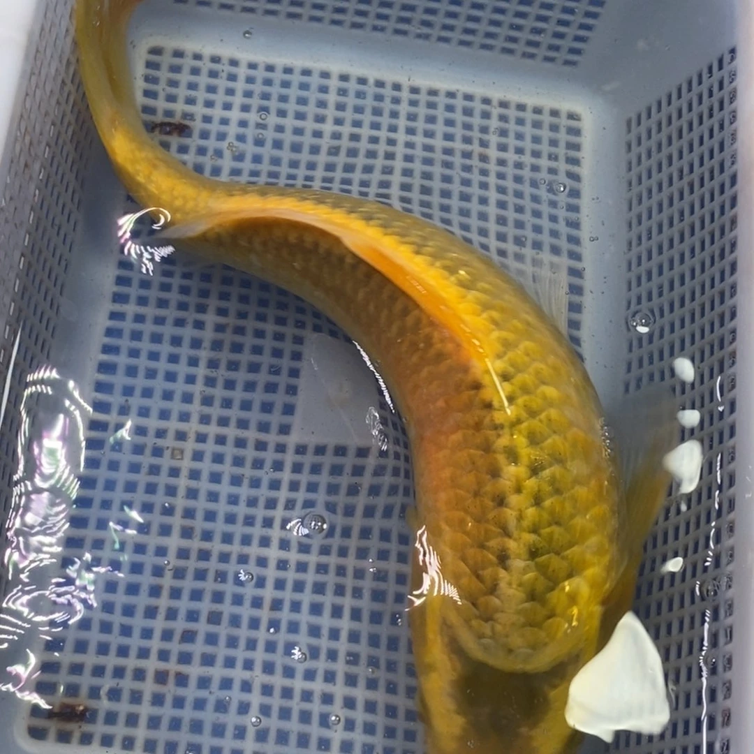 锦鲤冷水锦鲤包邮