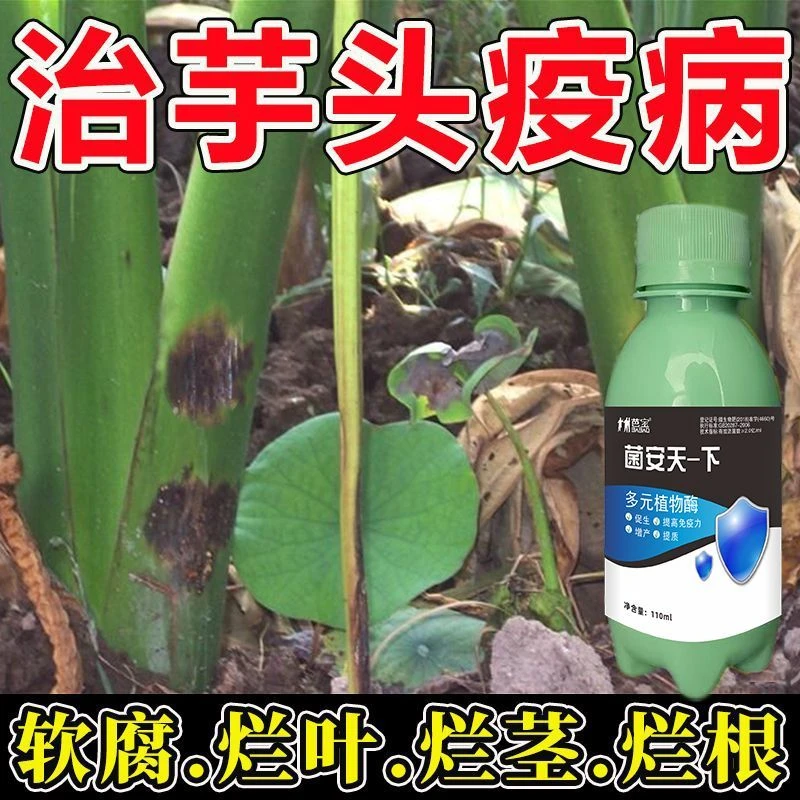 芋头软腐微生物菌肥正品芋头病斑点病药烂叶疫病霜霉病铜钱病全治