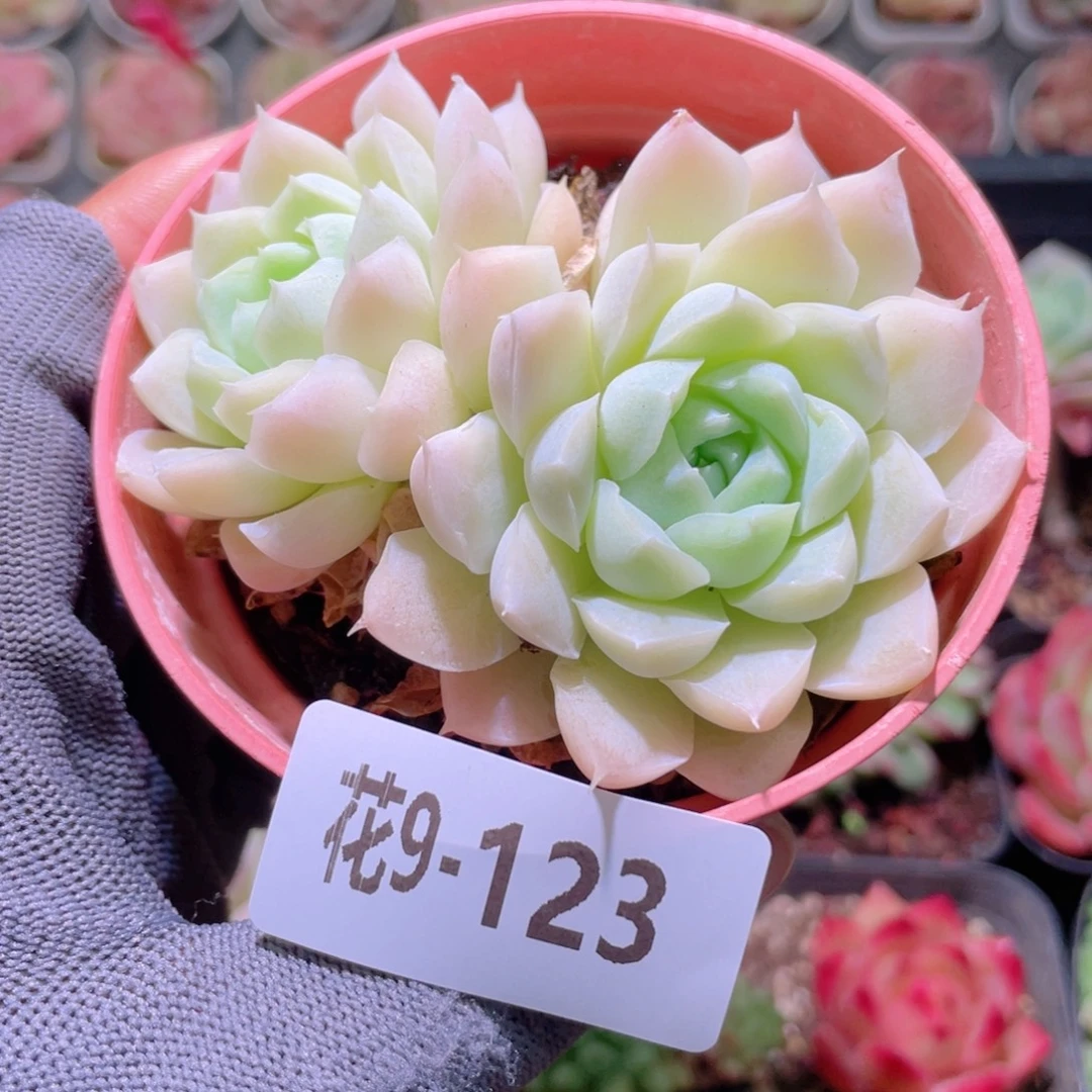 花利美 9-123白月影