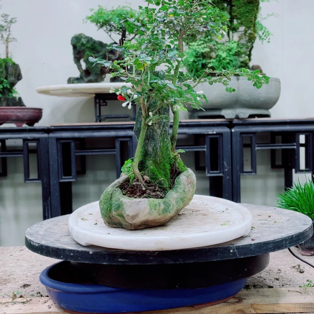 无铅玻璃春*铁线蕨科植物黑白花属