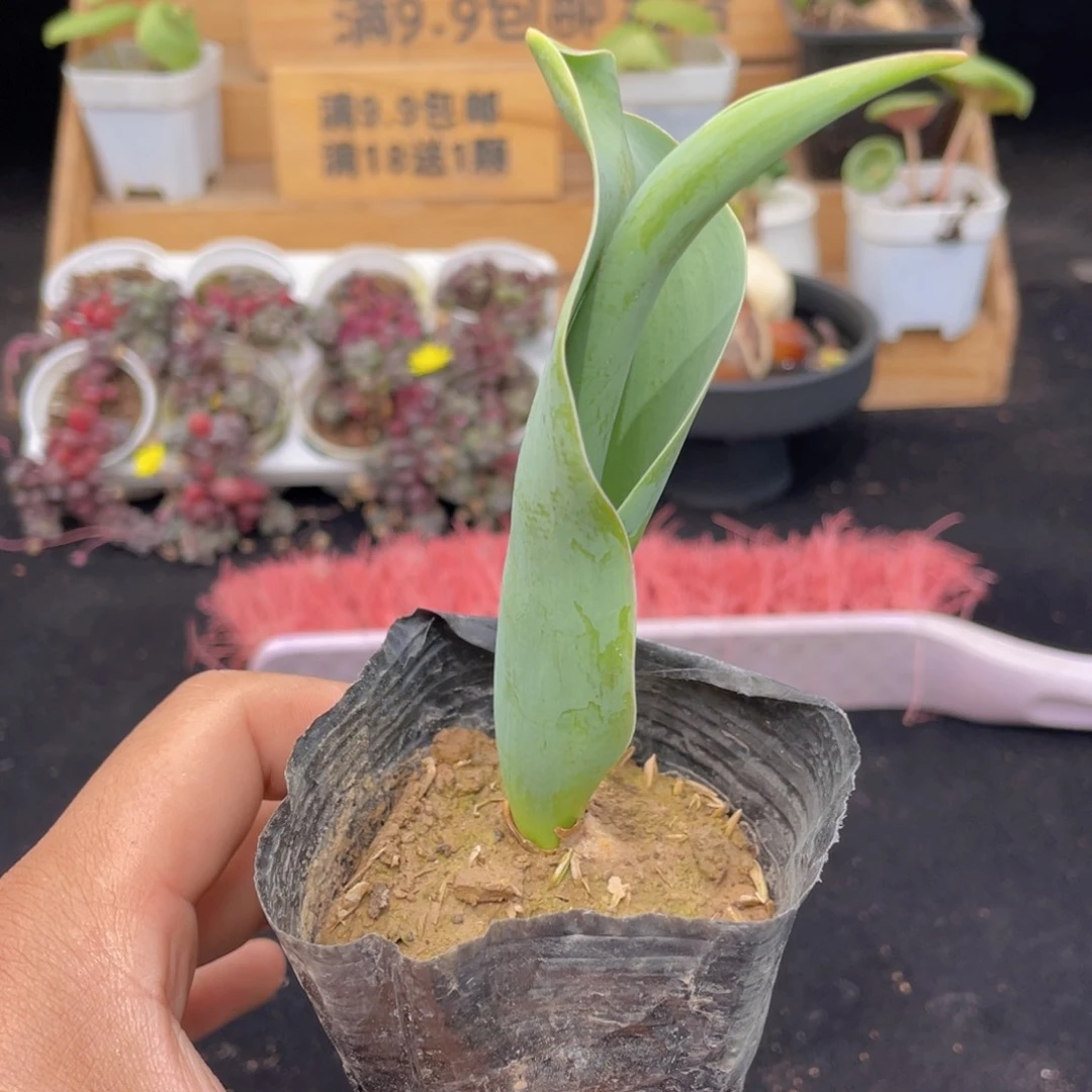 郁金香多肉9.9包邮发货