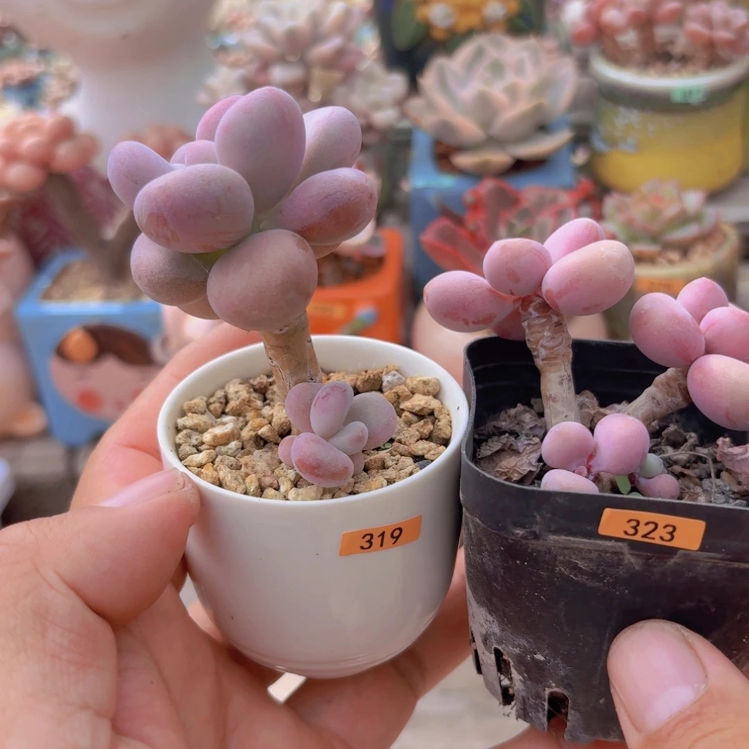 微***微一物一拍编号323 319