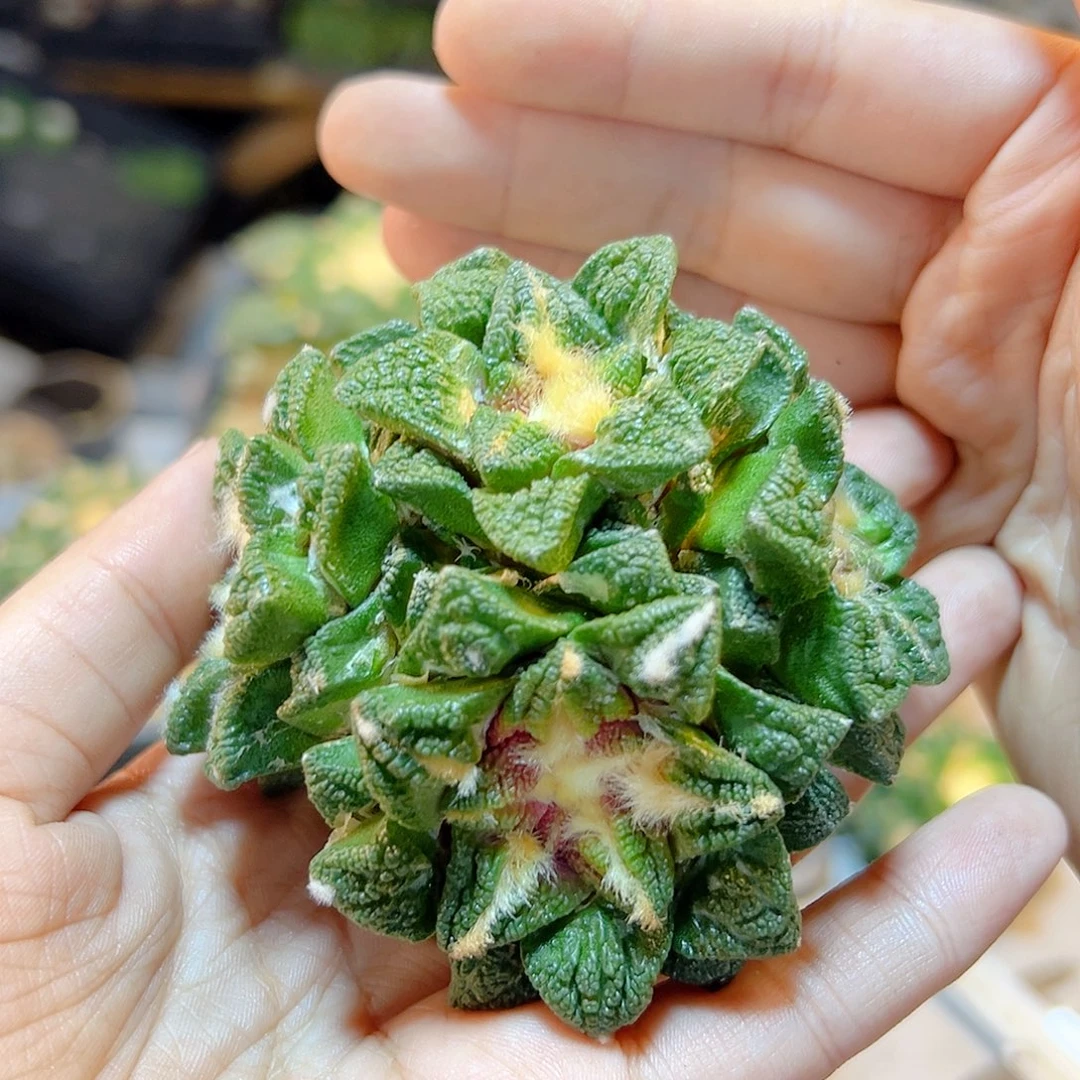 晚9号根芽辛盾牡丹5头7.8公分