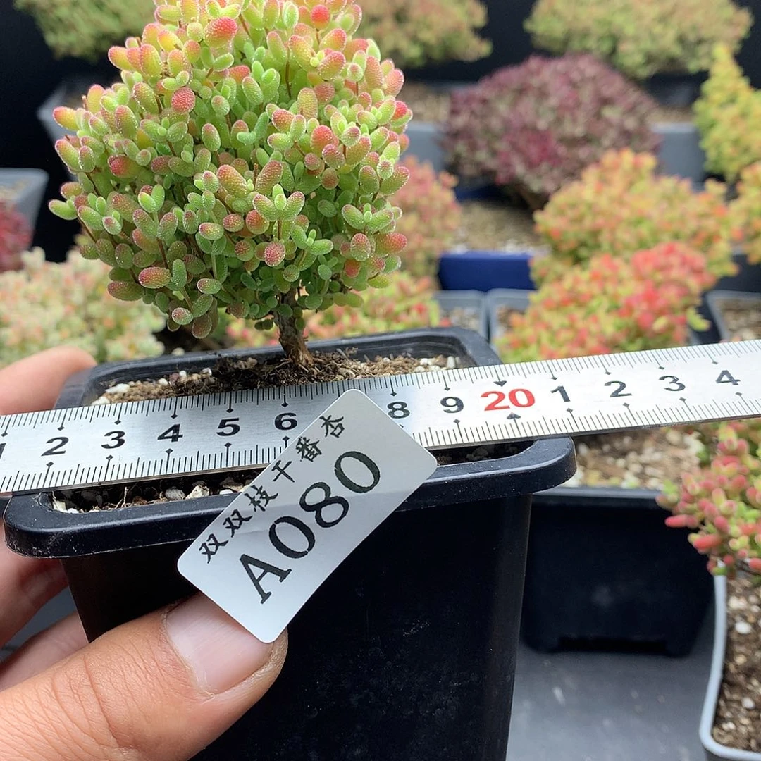 Q**r080蜜橘。