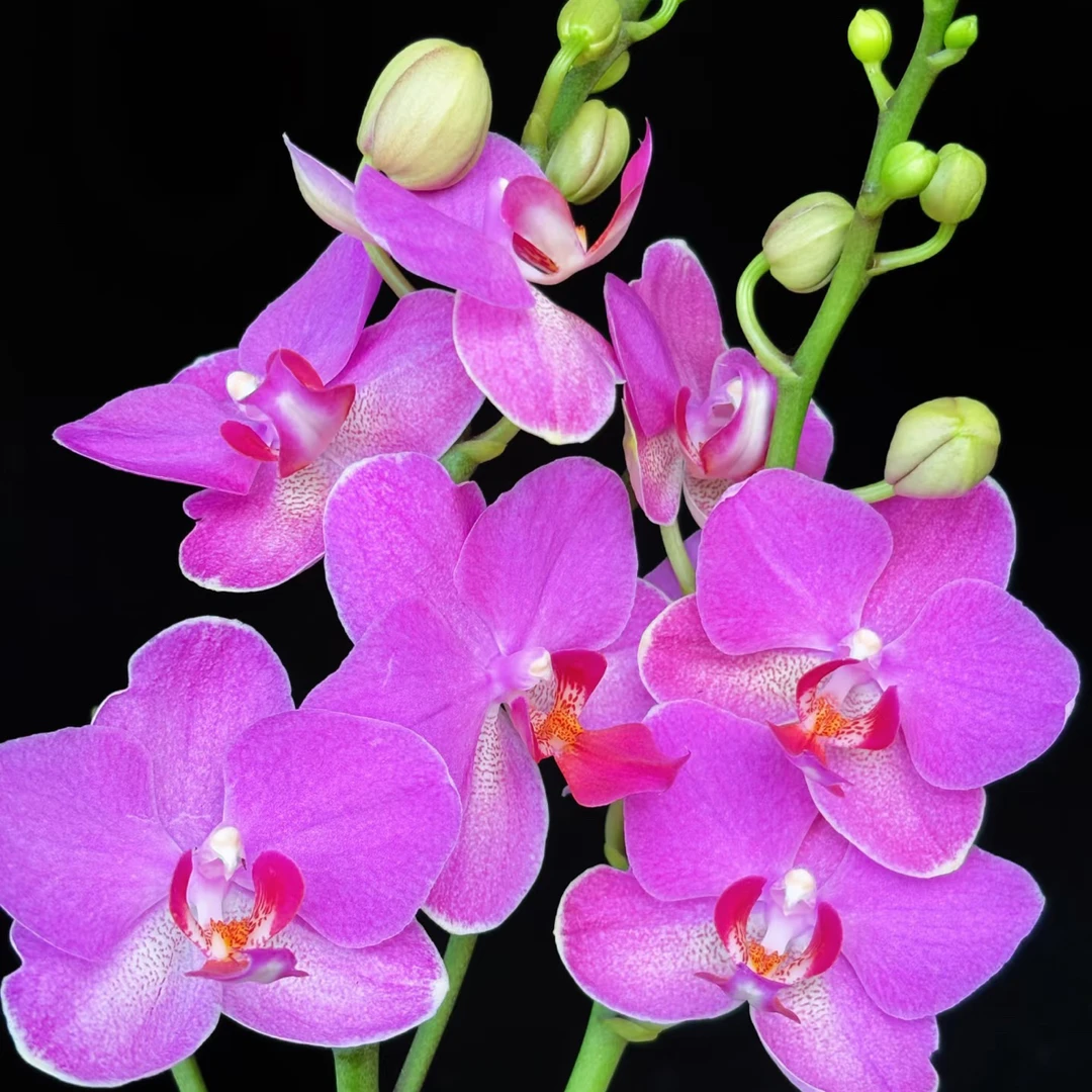 【双剑兄弟精灵蝴蝶兰3.0 杯】带花带花苞