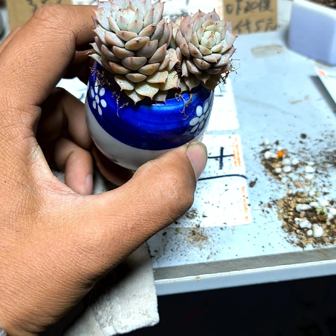 满6元包邮，静夜2/4头