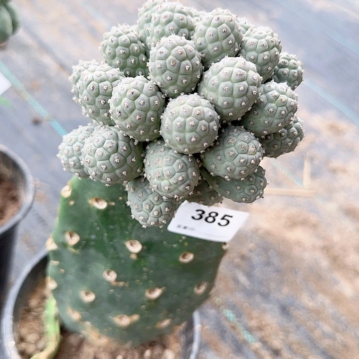 福利手捧花习志野385