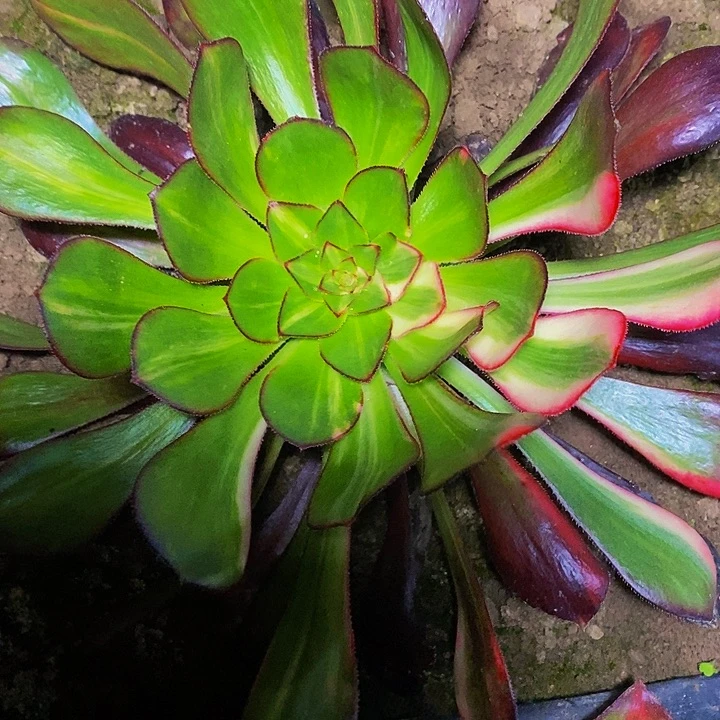 多肉植物保护研究所