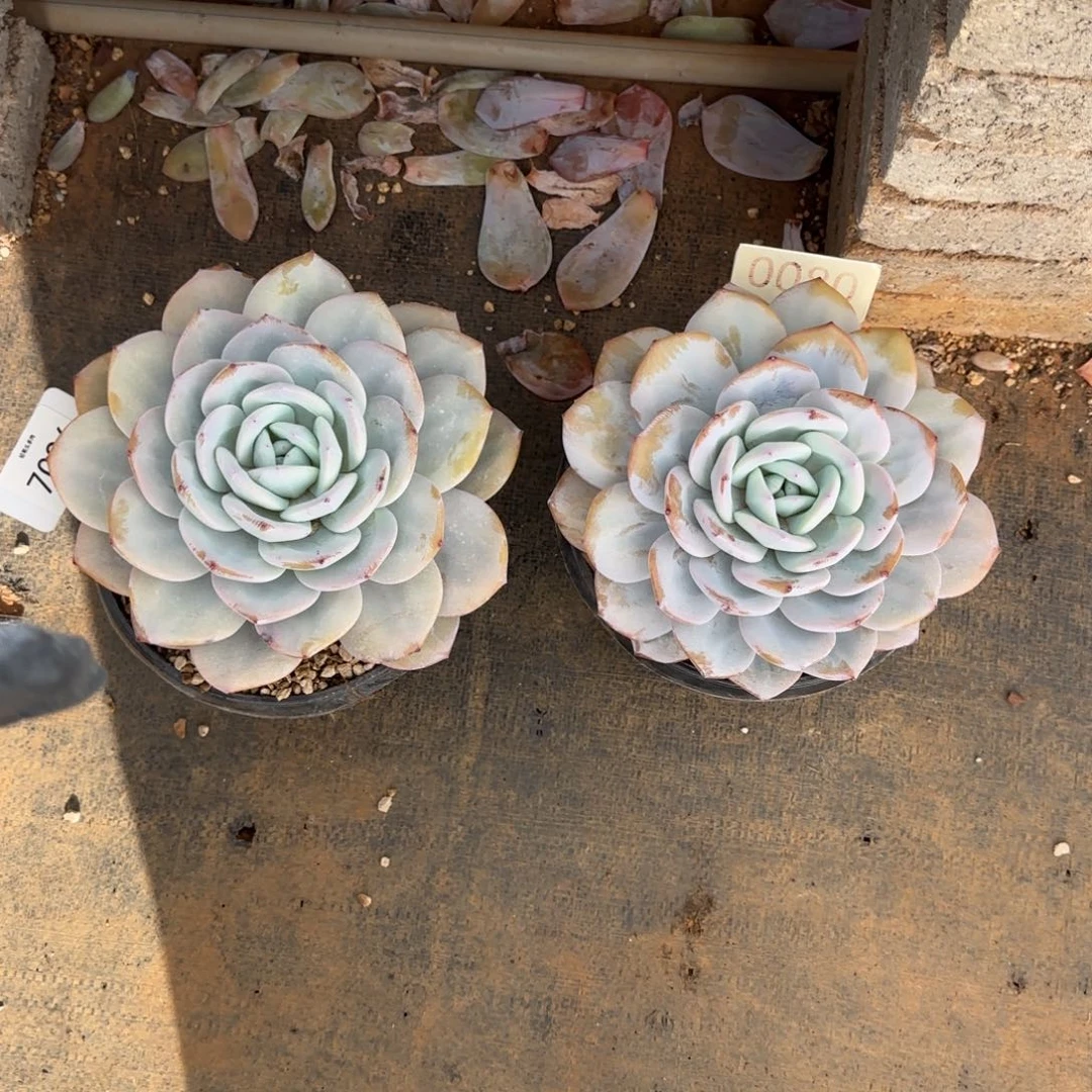 淼***牙7036。 0080号两颗奶茶单头