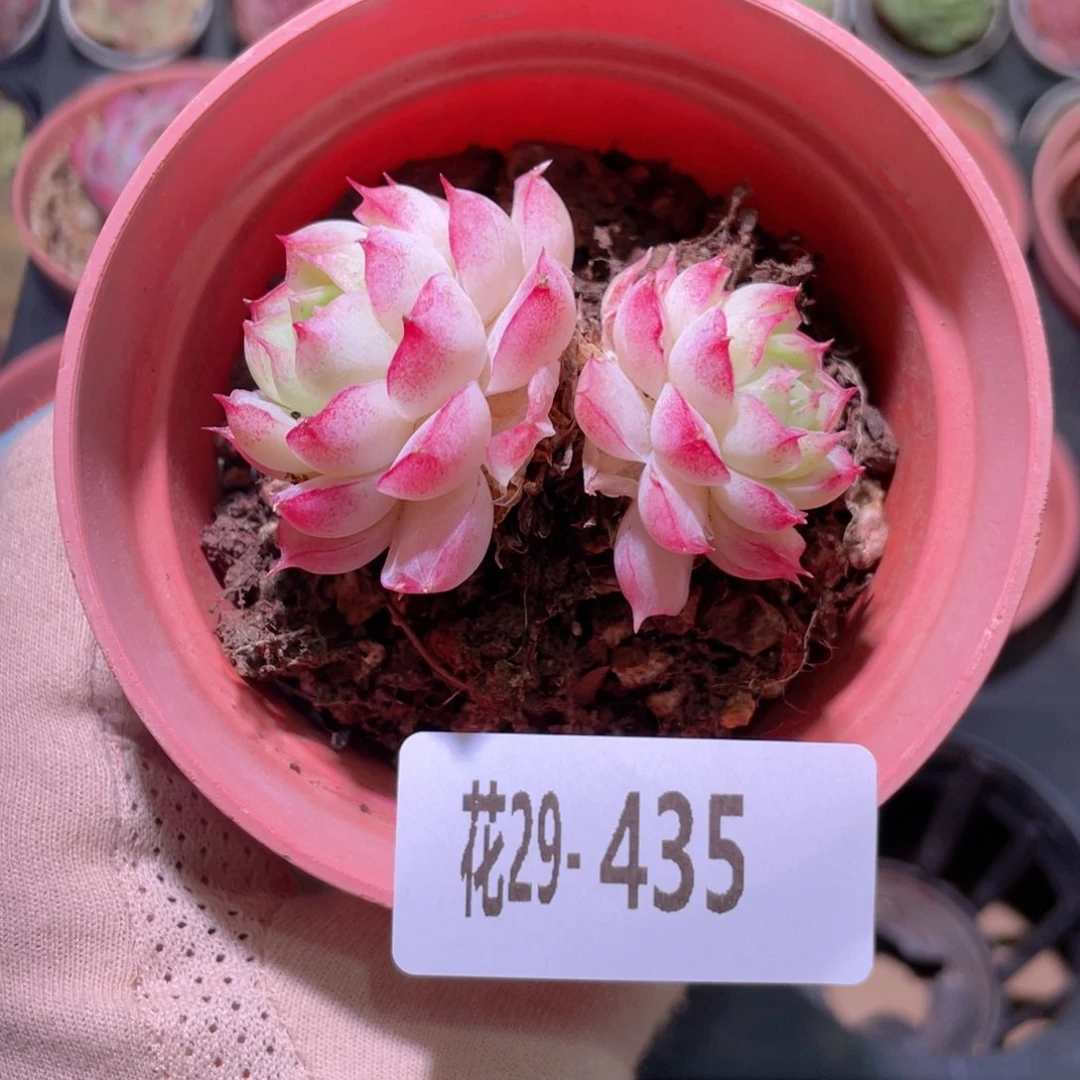 花利美29-435女王玫瑰