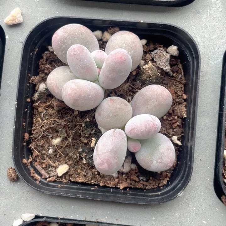 彩虹奶双头随机发满18包邮