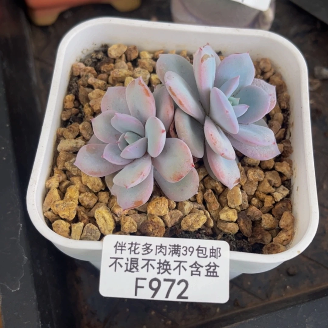 972-奶茶多肉5cm多肉