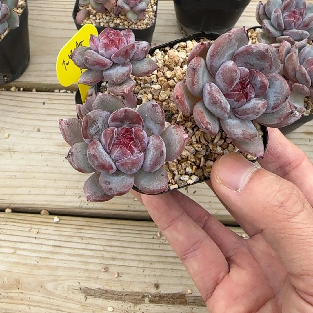 *****左眼跳突尼斯发货多肉2