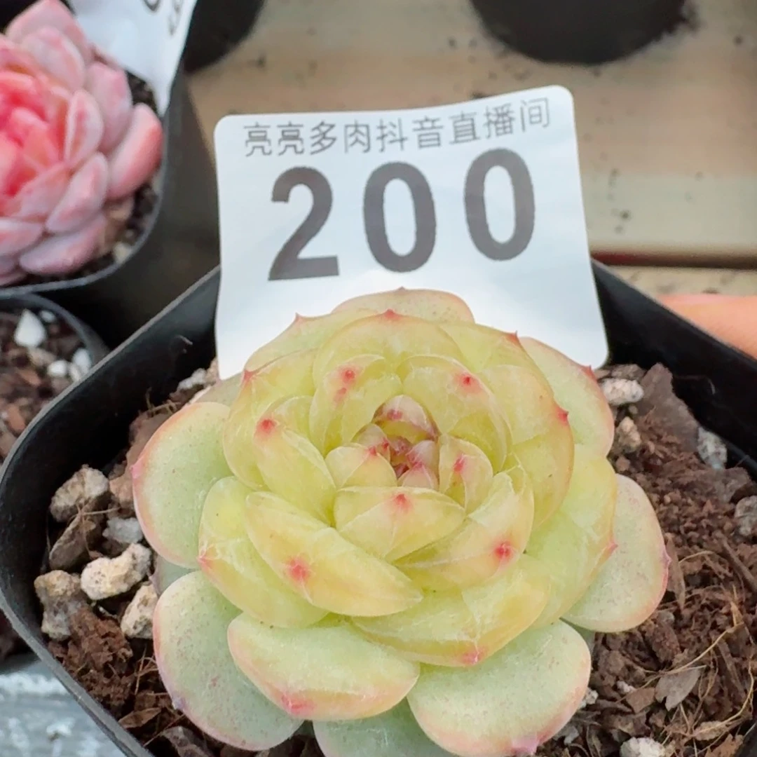 明镜         精品多肉