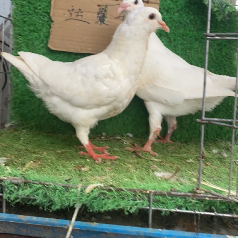 农家放养土鸽宰杀整只新鲜鸽子肉可煲汤