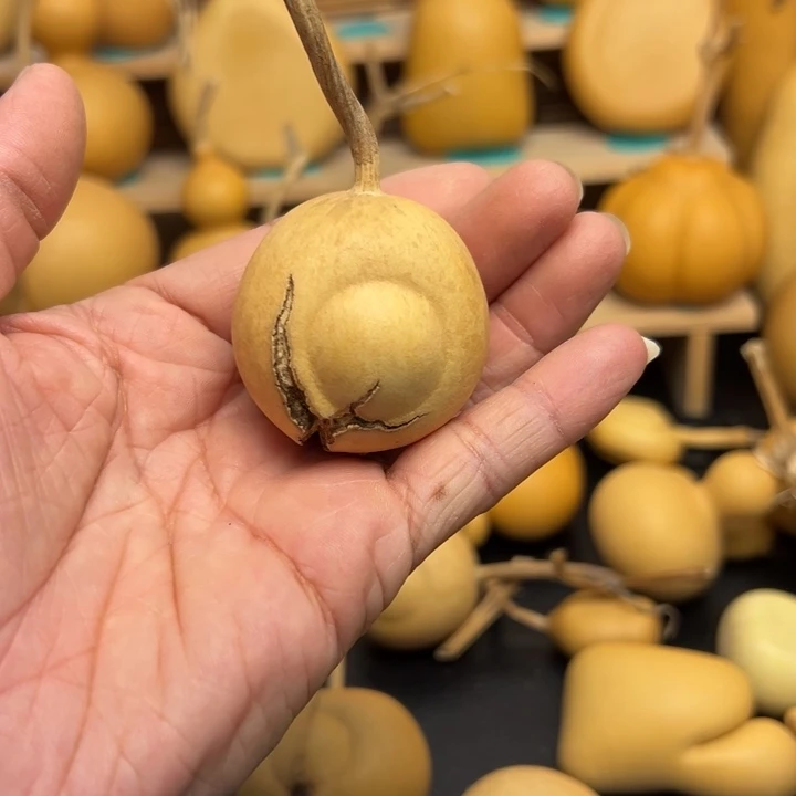 .****关55325666555566666