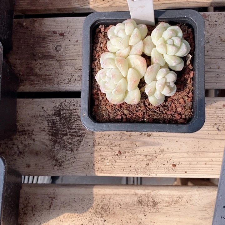 L**U5992多肉一物一拍