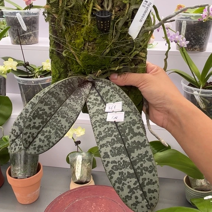 大部分花苞少量开放板植实生西雷利 福利活动价原先368