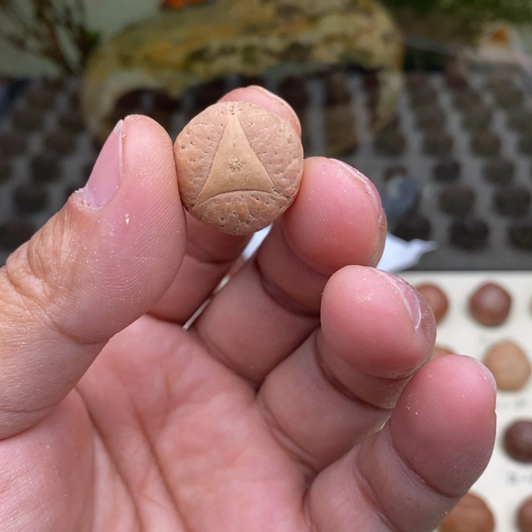 凤眼菩提吊坠17厚龙眼