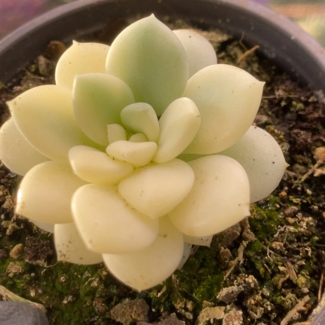 586新香水锦锦锦锦锦锦