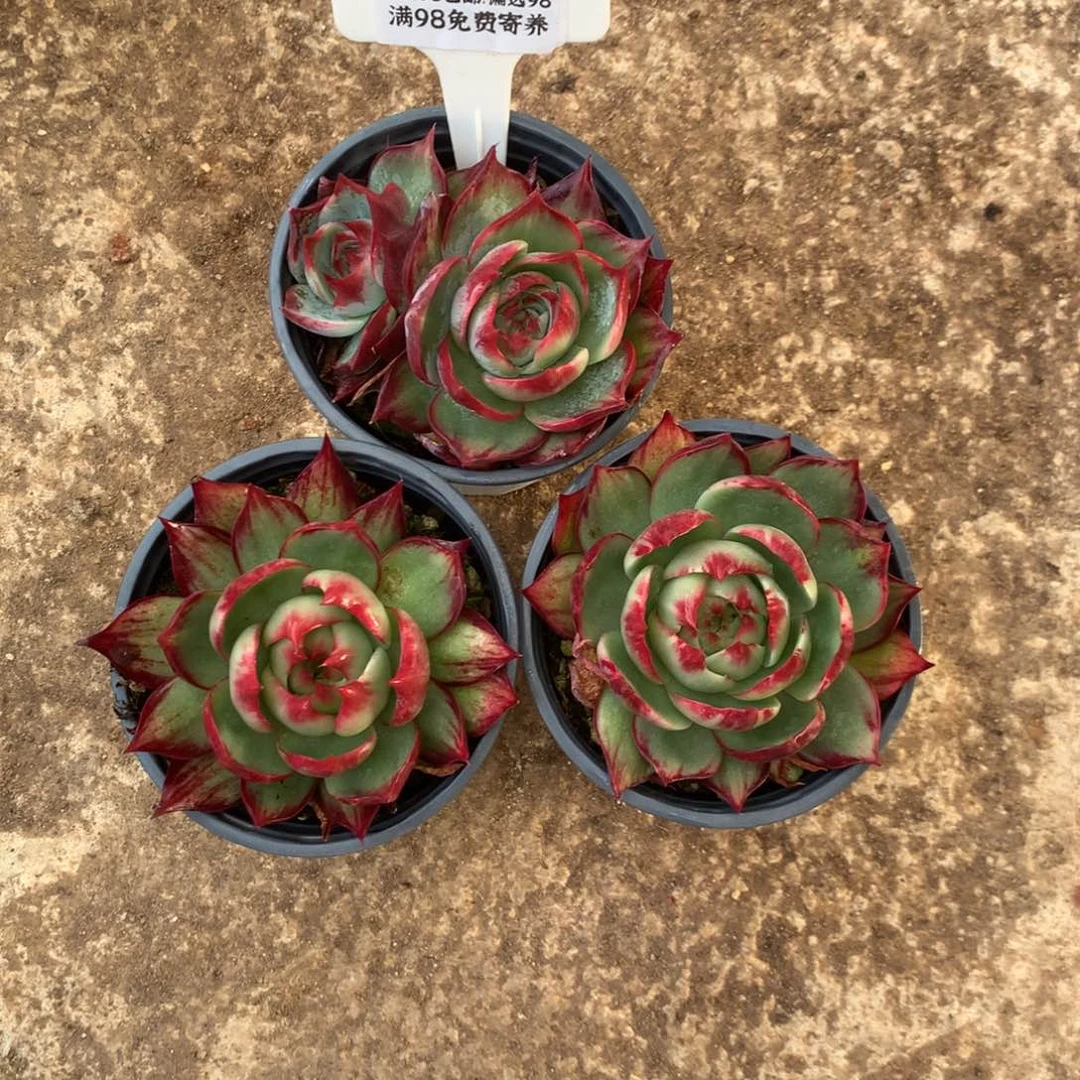 2700多肉植物厘米3颗