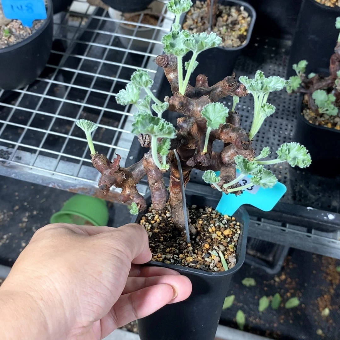 枝干杨奎产地多肉植物