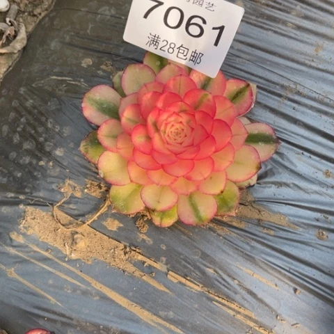 醇**生荔枝多肉多肉7061