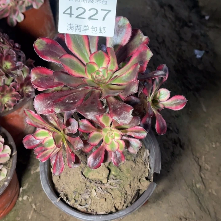 4227香奈的的的多肉