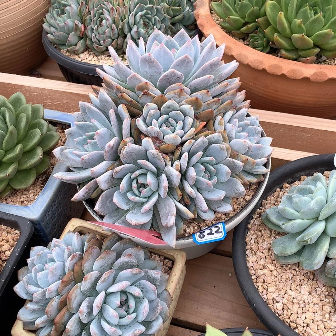 822 一物一拍多肉