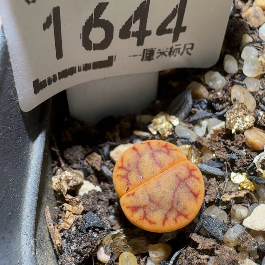 Ssss精品生石花1644